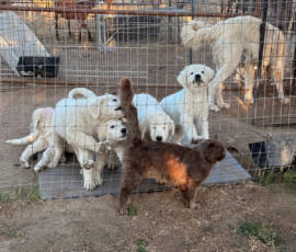 Sevro & Cameo Litter 2/26