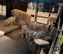 Sevro & Cameo Litter 2/26