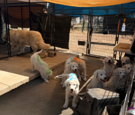 Sevro & Cameo Litter 2/26