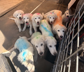 Sevro & Cameo Litter 2/26