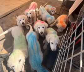 Sevro & Cameo Litter 2/26