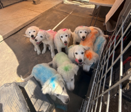 Sevro & Cameo Litter 2/26