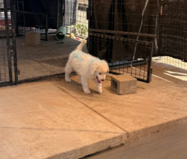 Sevro & Cameo Litter 2/26