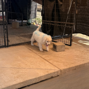 97808004 Inside Our Maremma Puppy Program