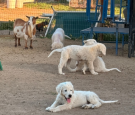 Sevro & Cameo Litter 2/26