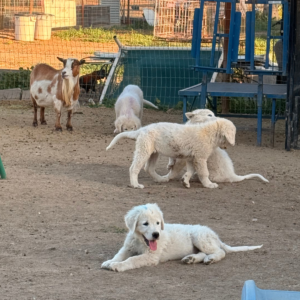 3240351398 Inside Our Maremma Puppy Program