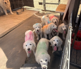Sevro & Cameo Litter 2/26