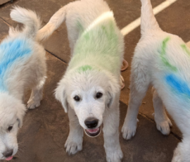 Sevro & Cameo Litter 2/26