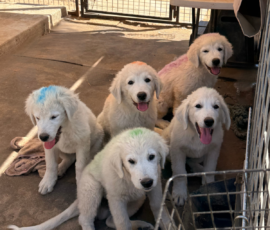 Sevro & Cameo Litter 2/26