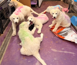 Sevro & Cameo Litter 2/26