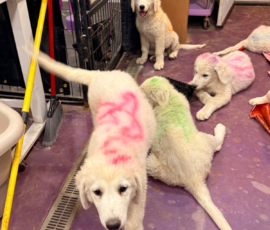 Sevro & Cameo Litter 2/26
