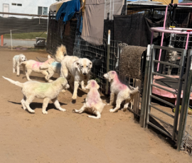 Sevro & Cameo Litter 2/26