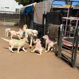 3471489640 Inside Our Maremma Puppy Program