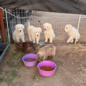 140161205 Inside Our Maremma Puppy Program