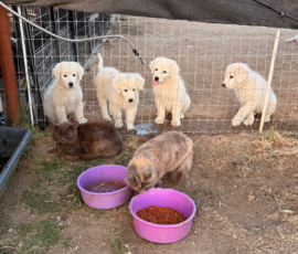 Sevro & Cameo Litter 2/26