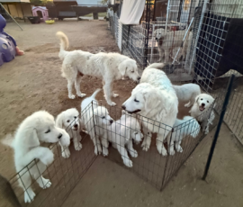 Sevro & Cameo Litter 2/26