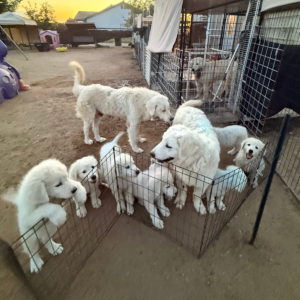 367272904 Inside Our Maremma Puppy Program