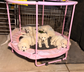 Sevro & Cameo Litter 2/26