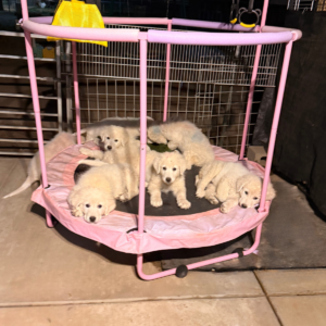 3891357355 Inside Our Maremma Puppy Program