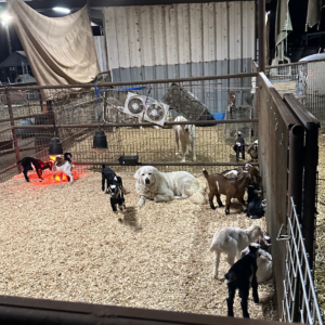 4001542944 Inside Our Maremma Puppy Program
