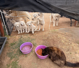 Sevro & Cameo Litter 2/26