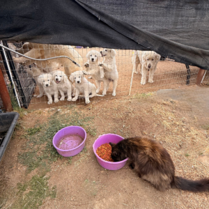 3251677636 Inside Our Maremma Puppy Program