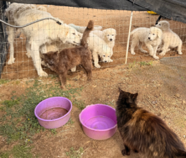 Sevro & Cameo Litter 2/26