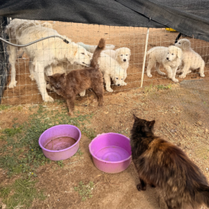 2177261133 Inside Our Maremma Puppy Program