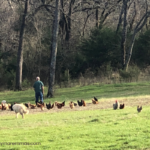 2420772635 Success Stories: Prancing Pony Maremmas Thriving Across North America