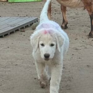 2270962511 Inside Our Maremma Puppy Program
