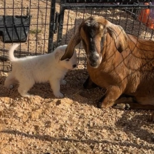 2555128533 Inside Our Maremma Puppy Program
