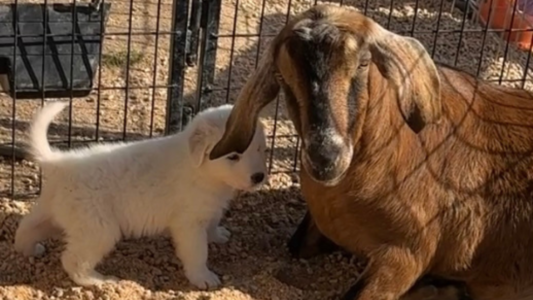 1721643148 Inside Our Maremma Puppy Program
