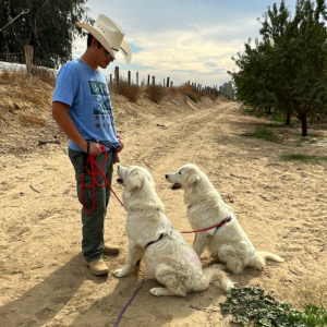459331367 Inside Our Maremma Puppy Program