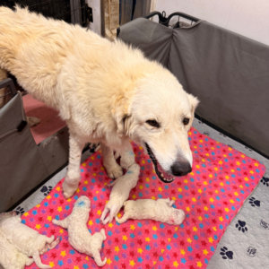 Pippin & Nova Litter 5/26