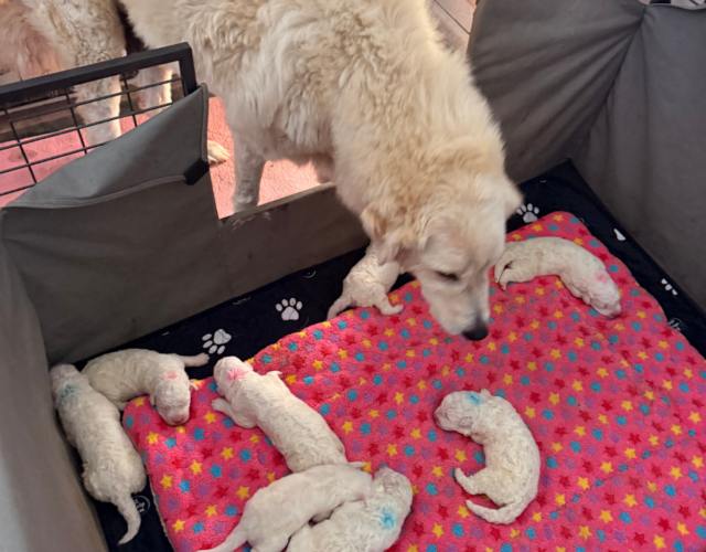 Available Maremma Puppies