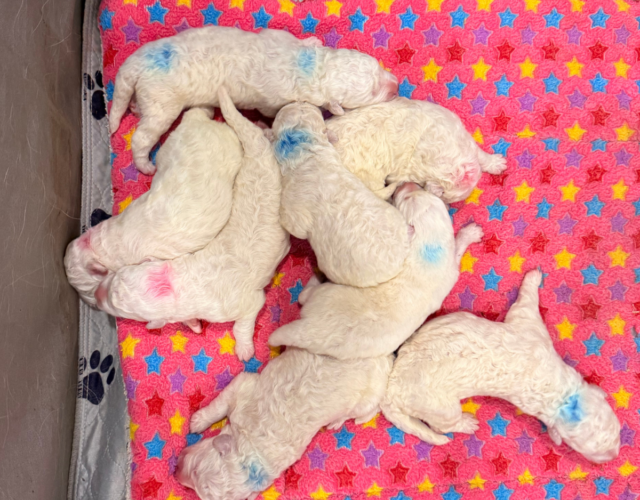Available Maremma Puppies