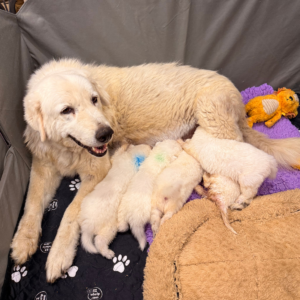 1802944017 Inside Our Maremma Puppy Program