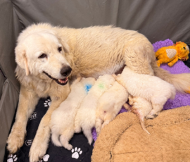 Pippin & Marisa Litter 5/26