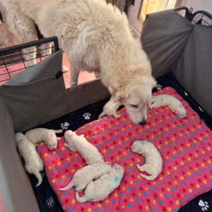2280630173 Inside Our Maremma Puppy Program