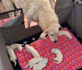 Pippin & Nova Litter 5/26