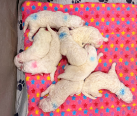 Pippin & Nova Litter 5/26