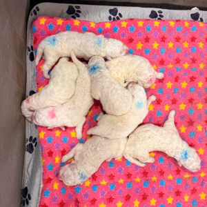 3976758640 Inside Our Maremma Puppy Program