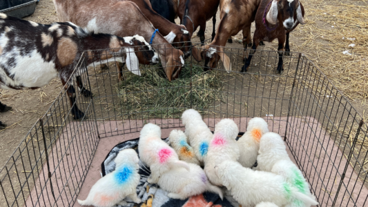 2483798670 Inside Our Maremma Puppy Program