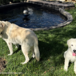 1859611231 Success Stories: Prancing Pony Maremmas Thriving Across North America