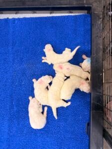 Available Maremma Puppies