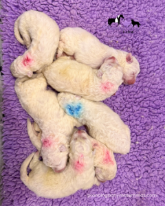 Available Maremma Puppies