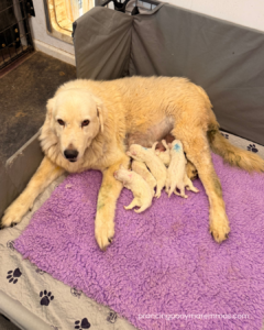 Available Maremma Puppies