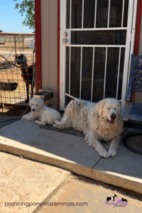 3299920116 Inside Our Maremma Puppy Program