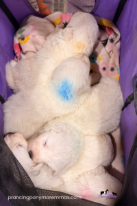 Available Maremma Puppies