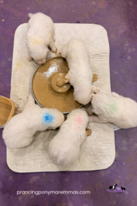 Available Maremma Puppies